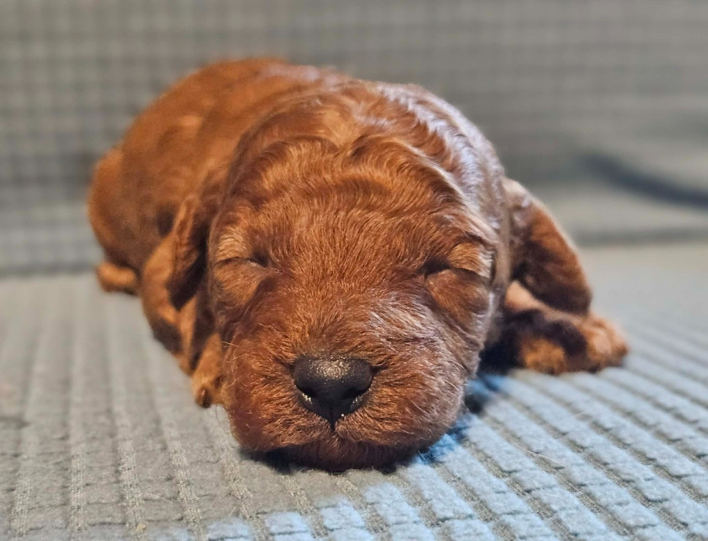 de l'Angelarde - Chiots disponibles - Caniche