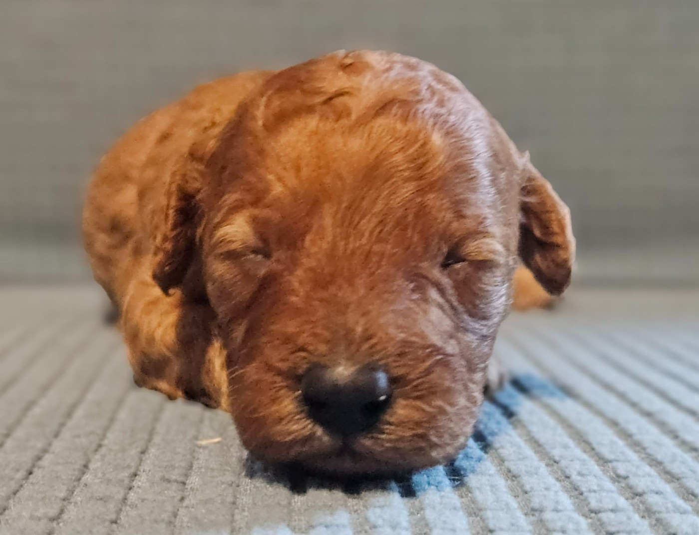 de l'Angelarde - Chiots disponibles - Caniche