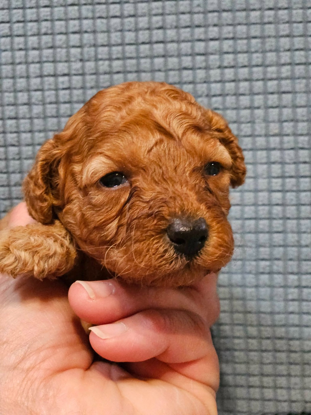 de l'Angelarde - Chiots disponibles - Caniche