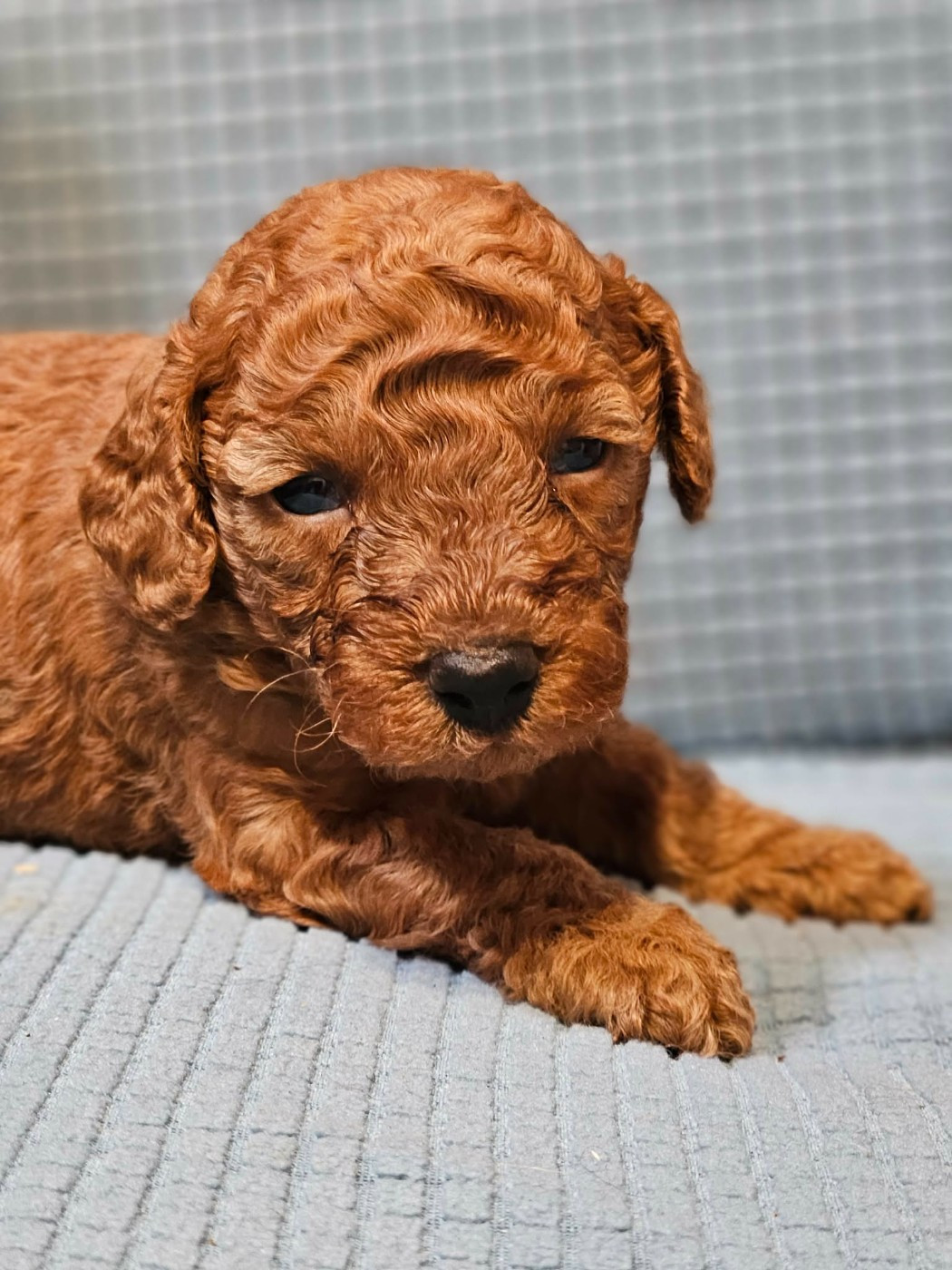 de l'Angelarde - Chiots disponibles - Caniche
