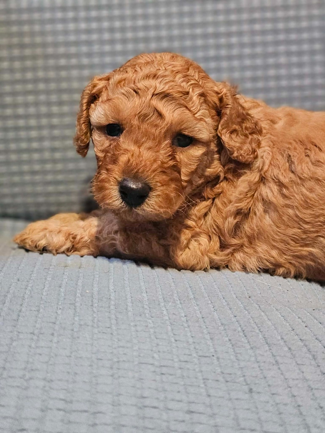 de l'Angelarde - Chiots disponibles - Caniche