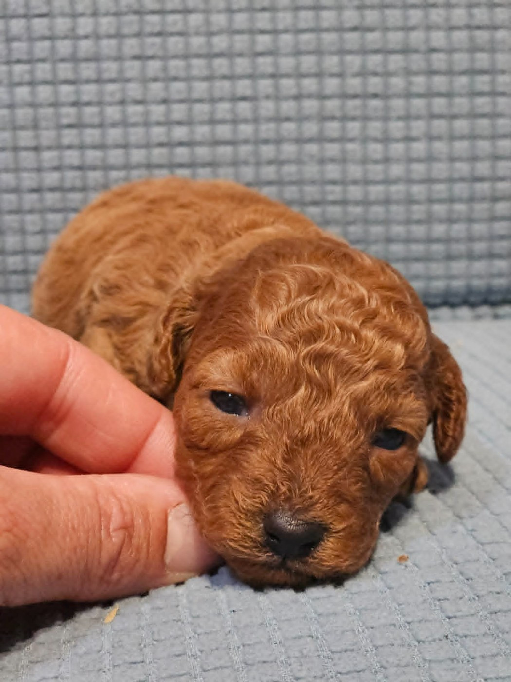 de l'Angelarde - Chiots disponibles - Caniche