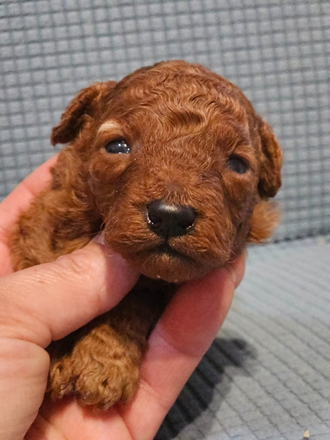 de l'Angelarde - Chiots disponibles - Caniche