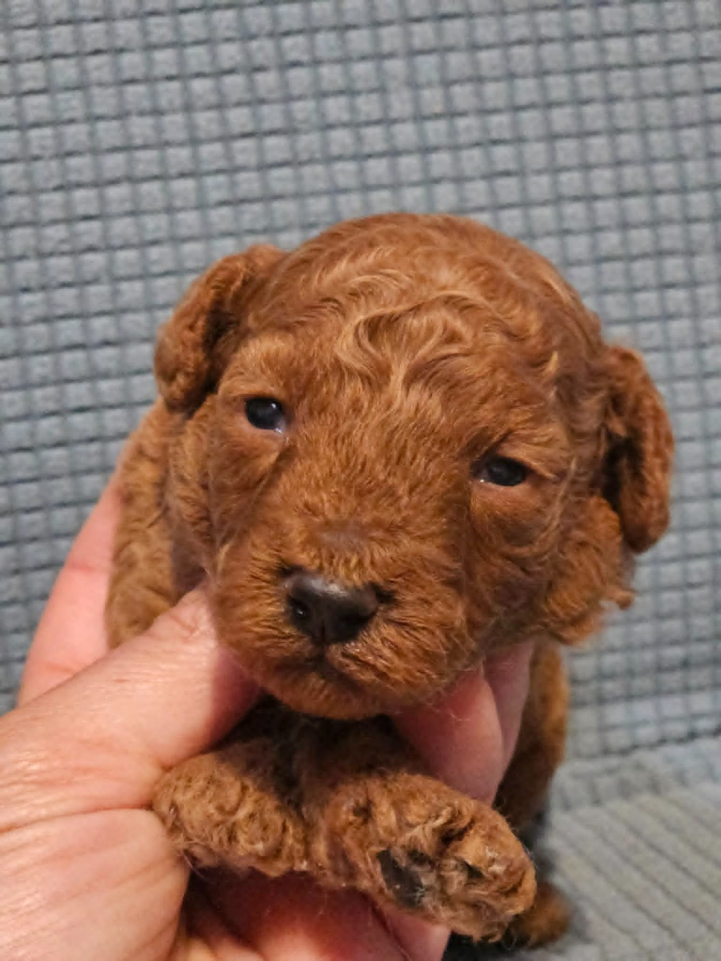 de l'Angelarde - Chiots disponibles - Caniche