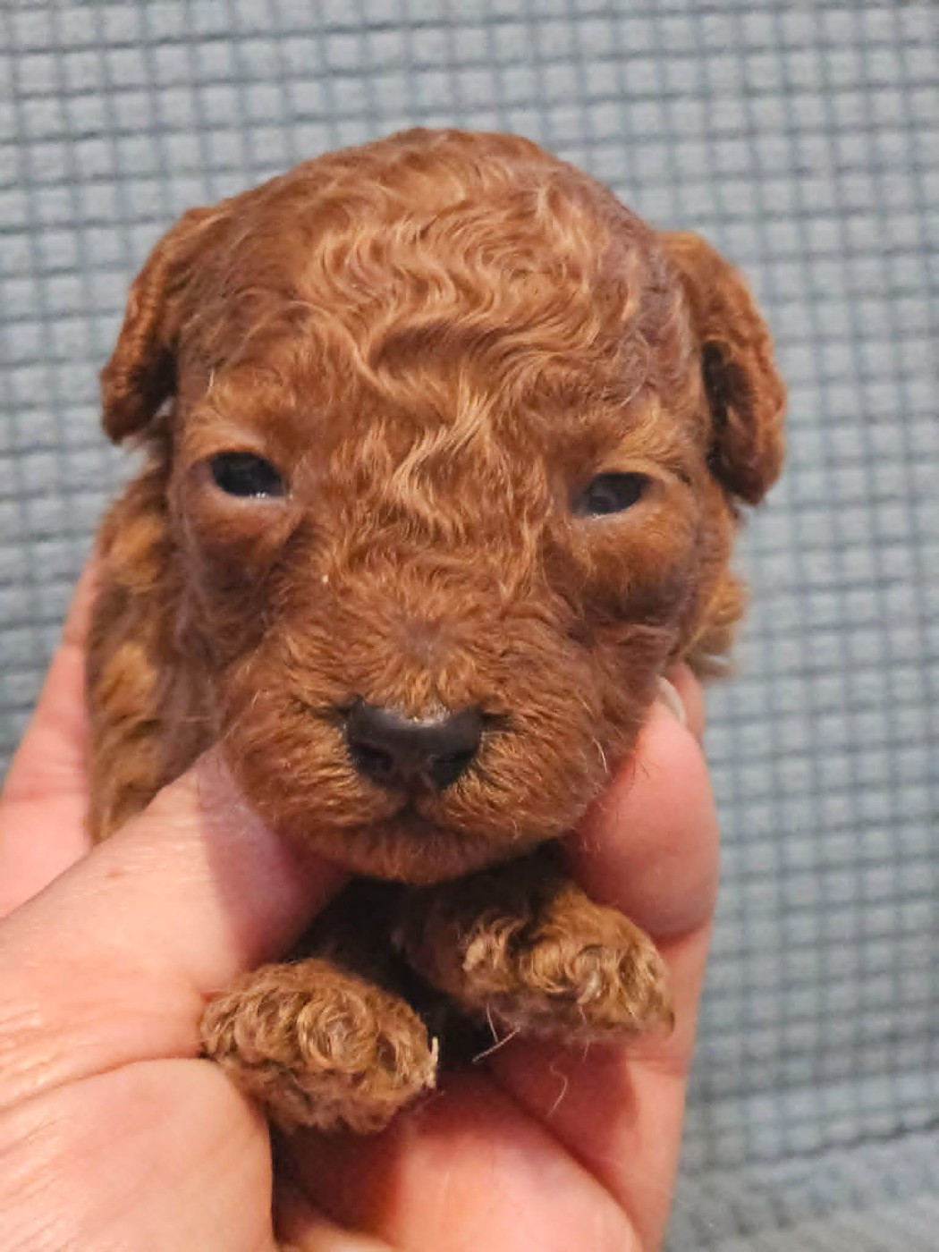 de l'Angelarde - Chiots disponibles - Caniche