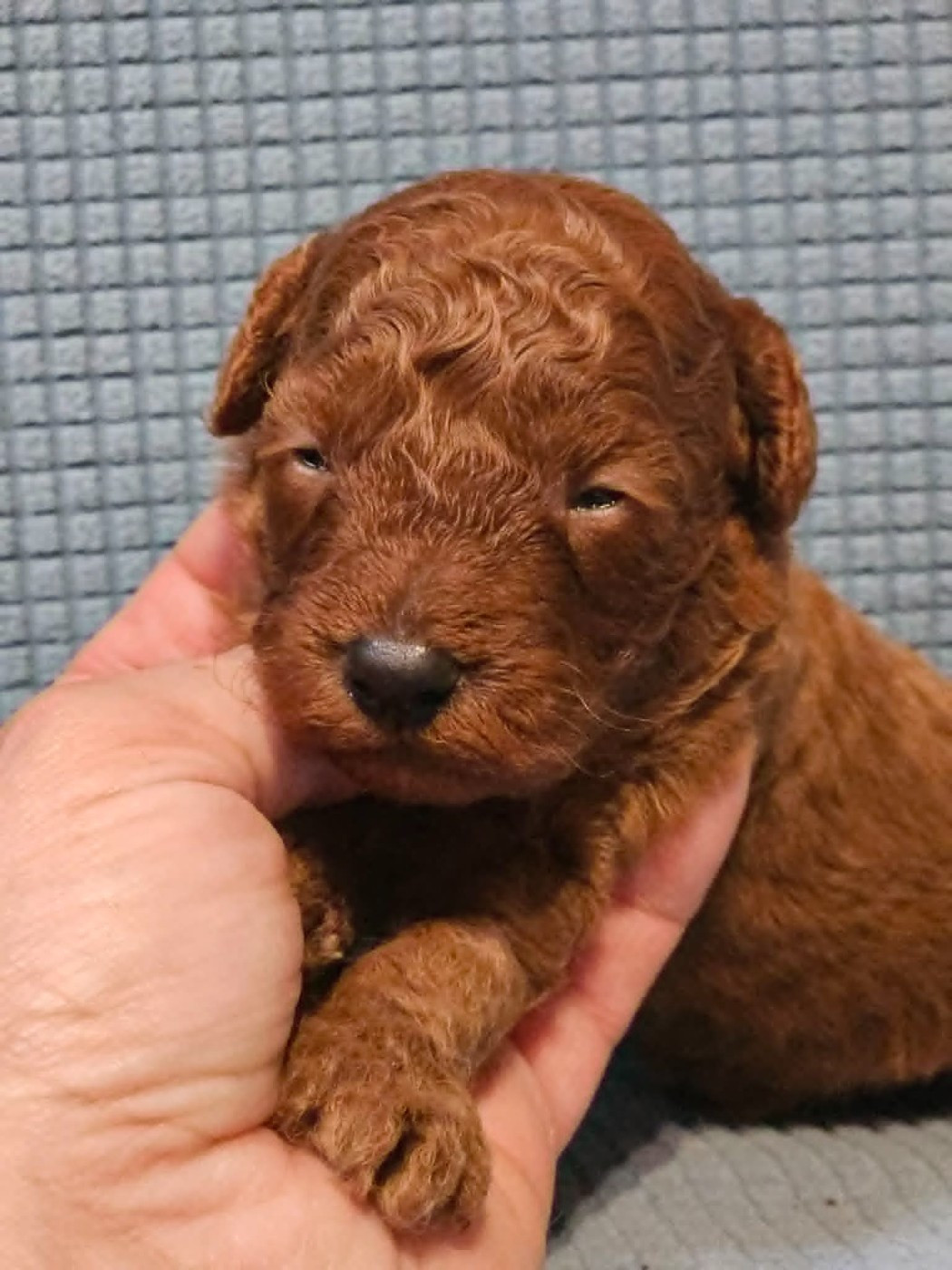 de l'Angelarde - Chiots disponibles - Caniche
