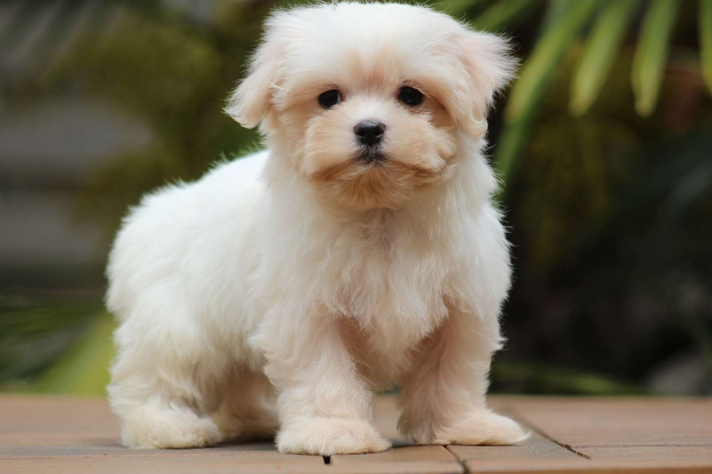 de l'Angelarde - Chiots disponibles - Bichon maltais