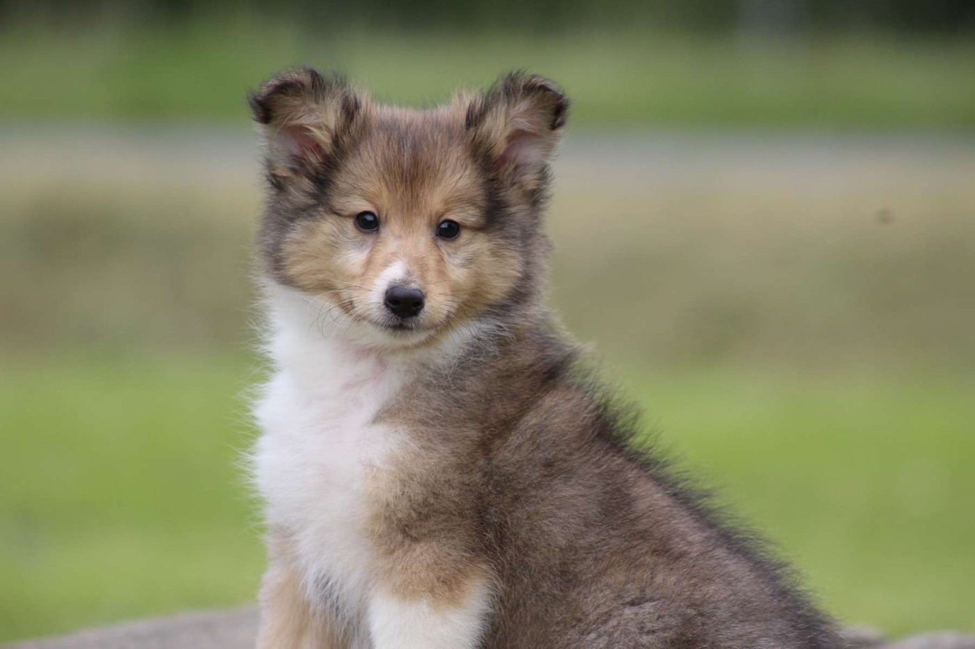 de l'Angelarde - Chiots disponibles - Shetland Sheepdog