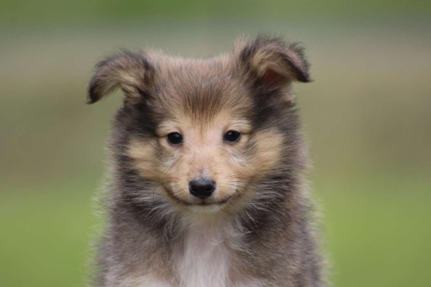de l'Angelarde - Chiots disponibles - Shetland Sheepdog