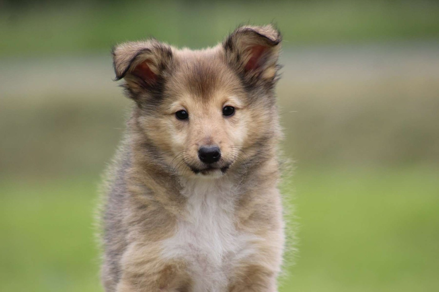 de l'Angelarde - Chiots disponibles - Shetland Sheepdog