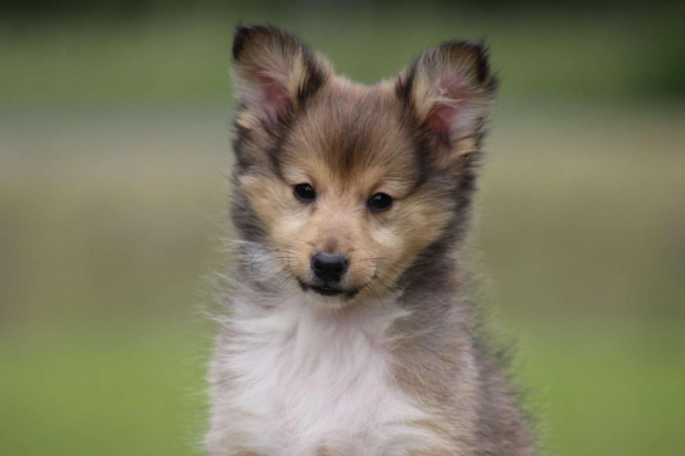 de l'Angelarde - Chiots disponibles - Shetland Sheepdog