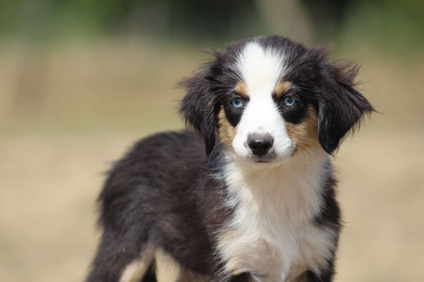 de l'Angelarde - Chiots disponibles - Berger Américain Miniature 