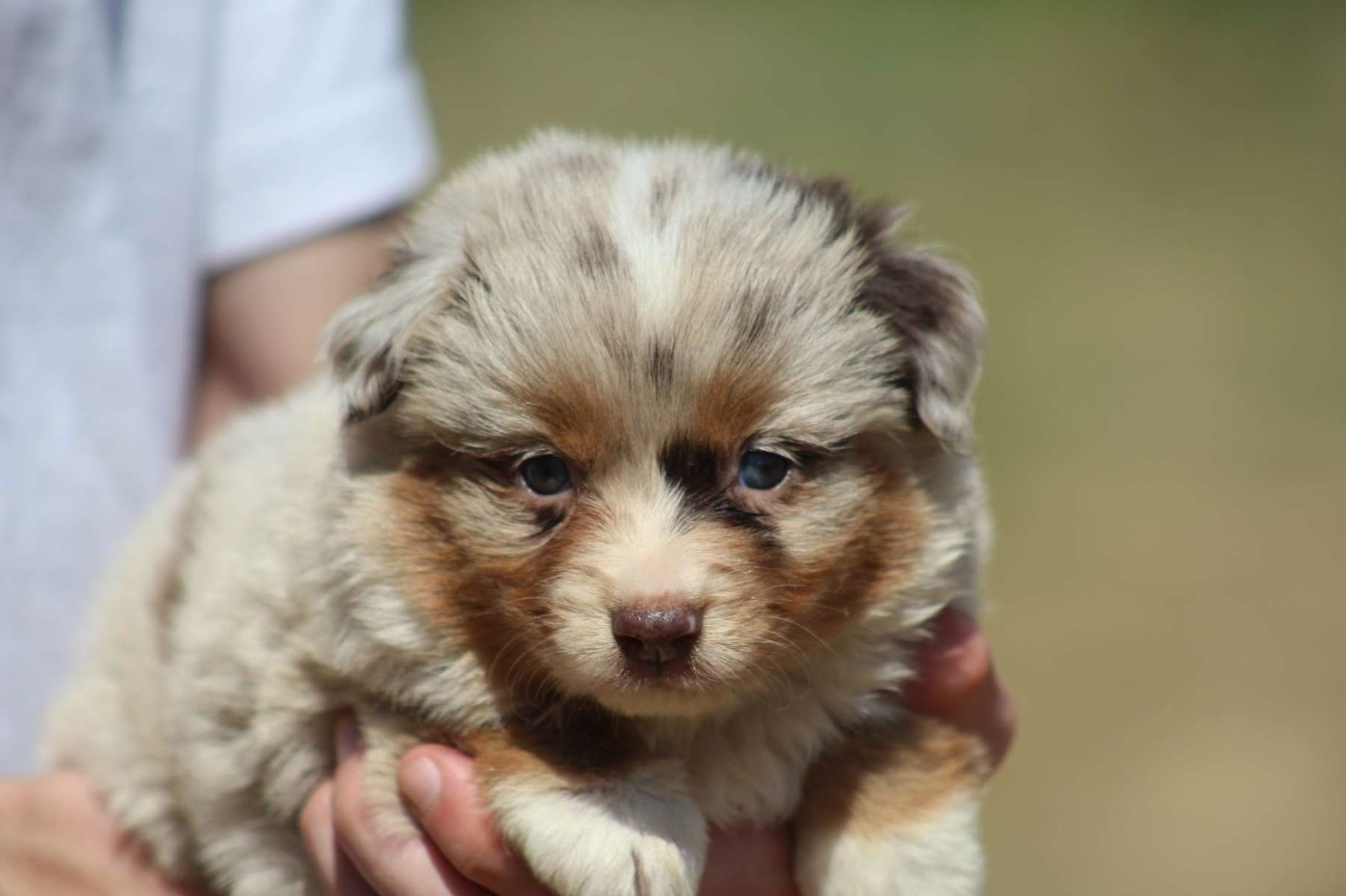 de l'Angelarde - Chiots disponibles - Berger Américain Miniature 