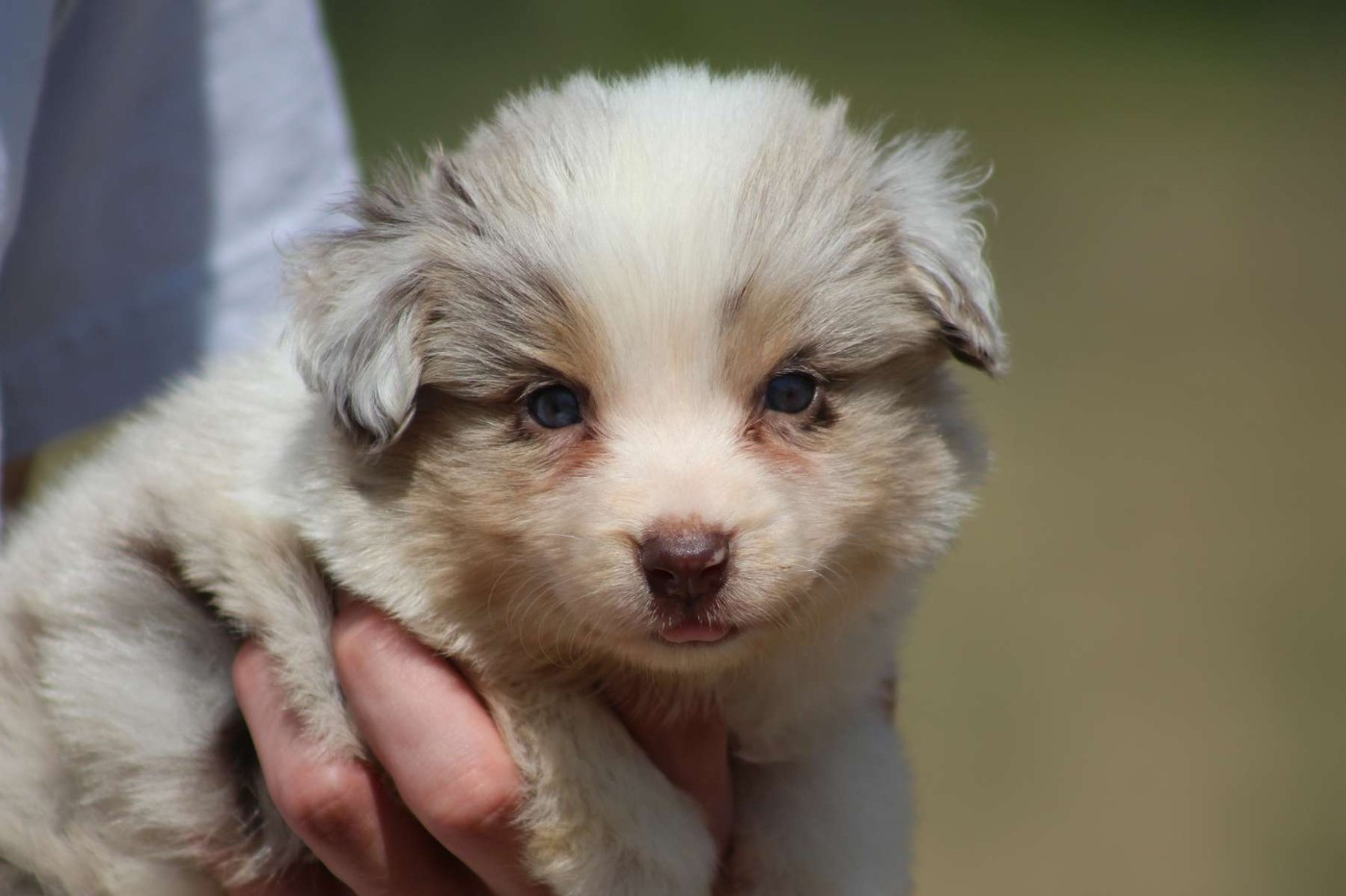 de l'Angelarde - Chiots disponibles - Berger Américain Miniature 