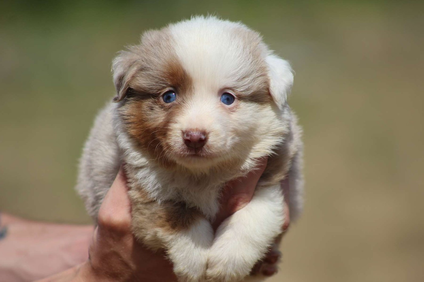 de l'Angelarde - Chiots disponibles - Berger Américain Miniature 