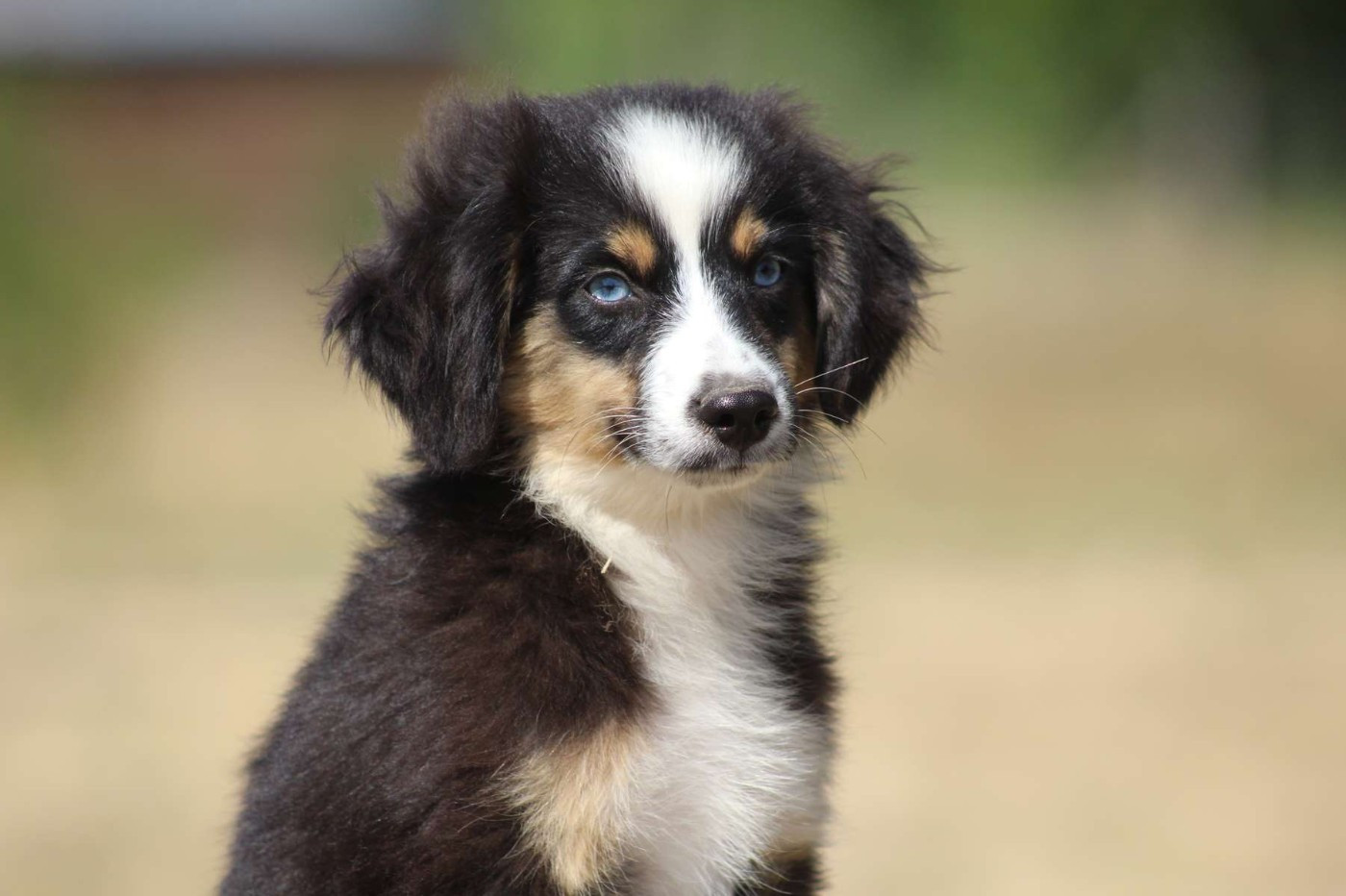 de l'Angelarde - Chiots disponibles - Berger Américain Miniature 