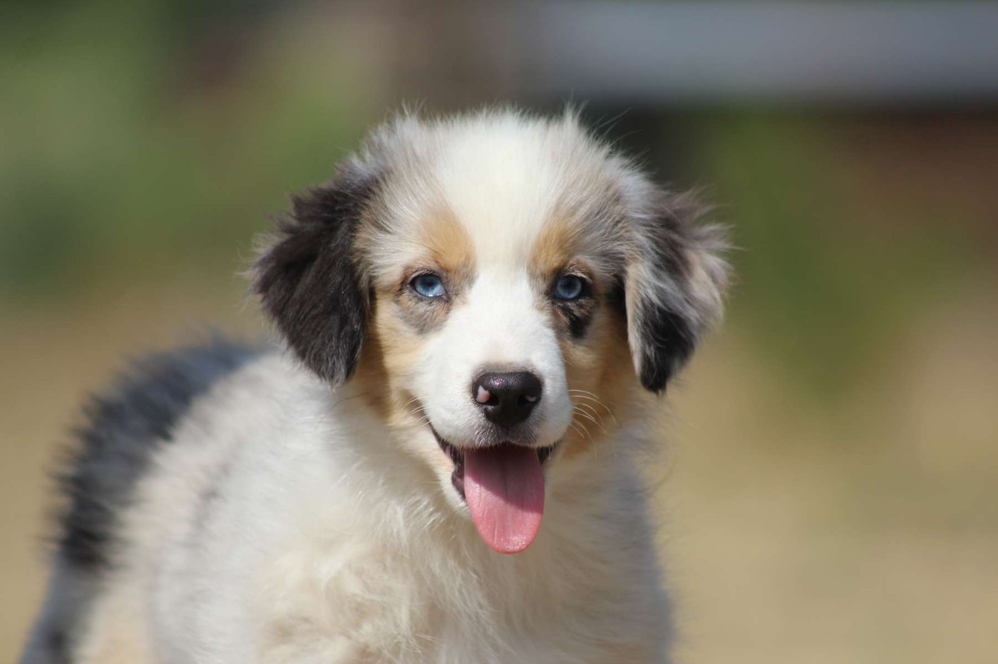 de l'Angelarde - Chiots disponibles - Berger Américain Miniature 