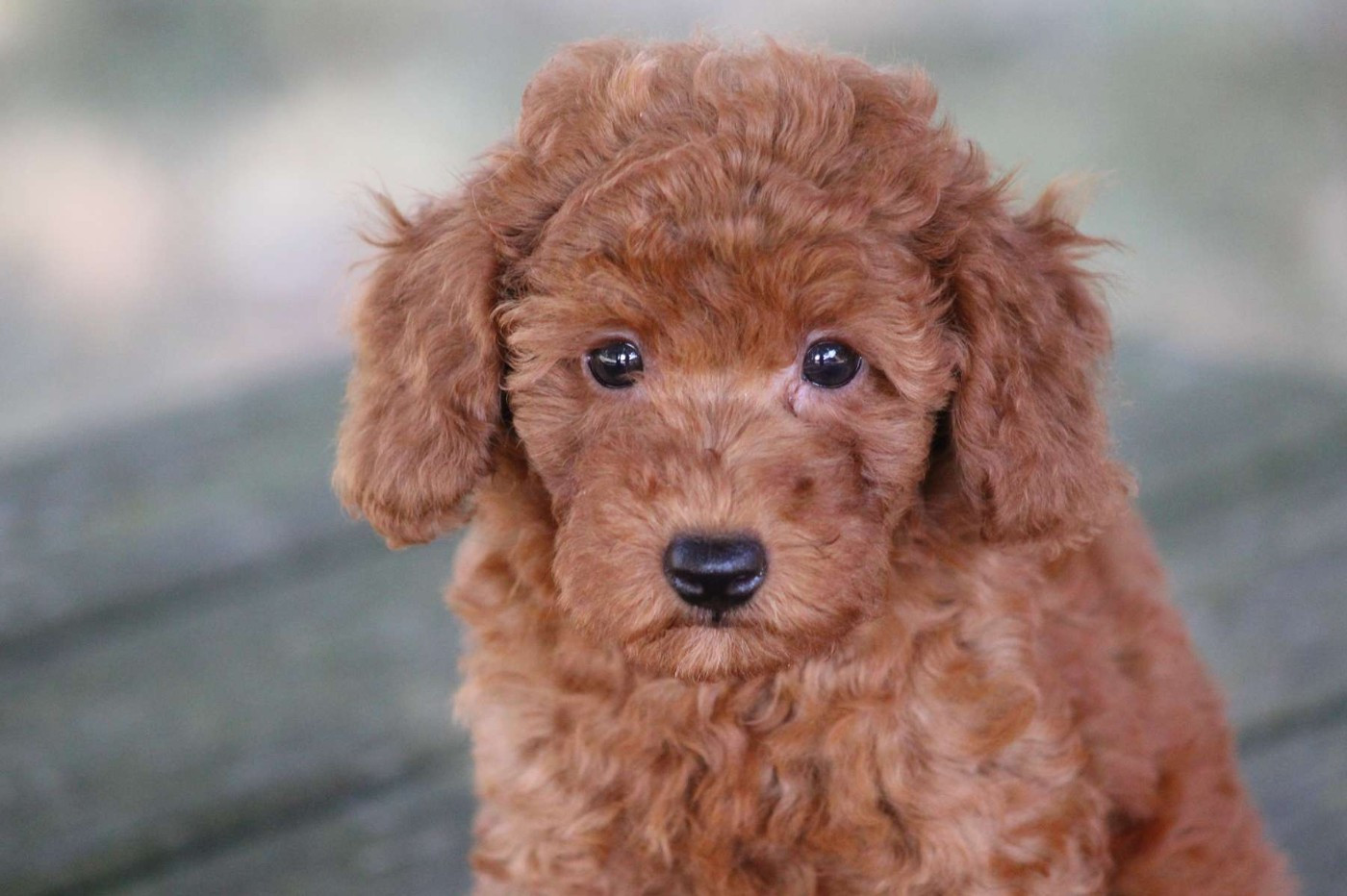 de l'Angelarde - Chiots disponibles - Caniche