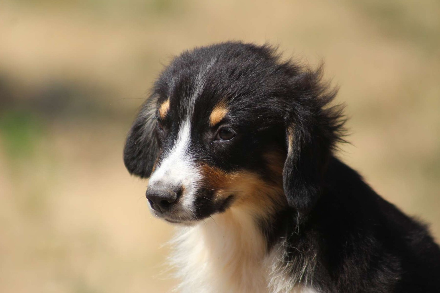 de l'Angelarde - Chiots disponibles - Berger Américain Miniature 