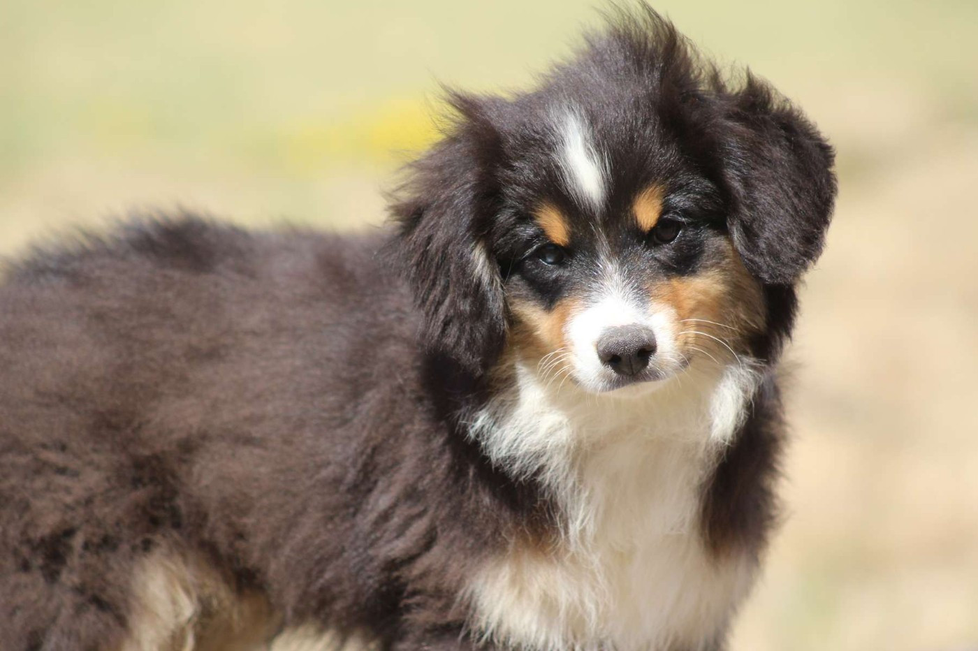 de l'Angelarde - Chiots disponibles - Berger Américain Miniature 