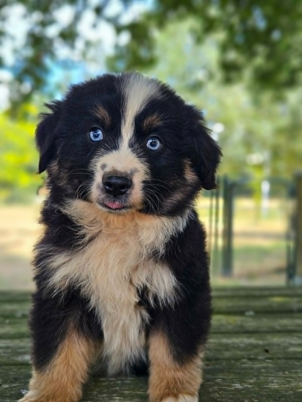 de l'Angelarde - Chiots disponibles - Berger Américain Miniature 