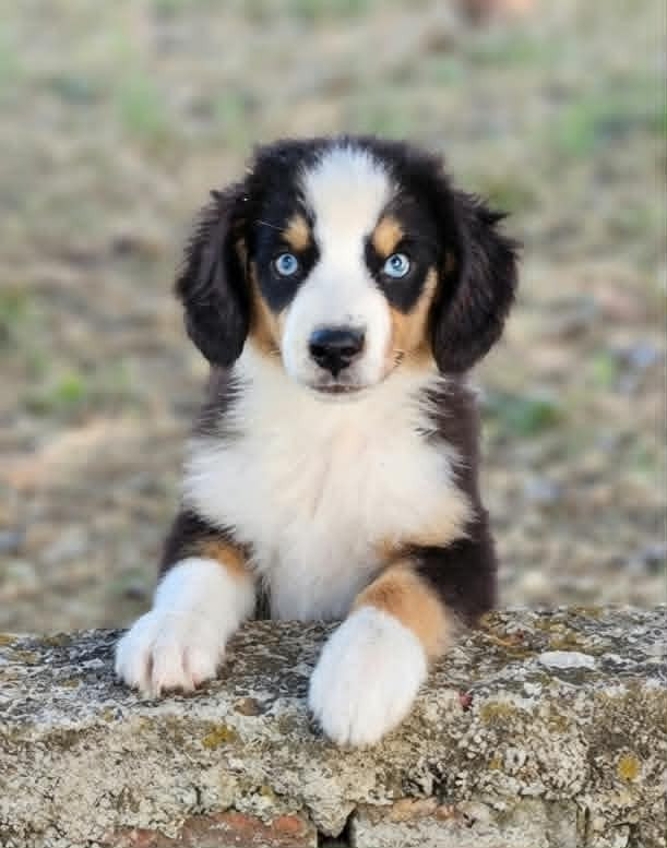 de l'Angelarde - Chiots disponibles - Berger Américain Miniature 