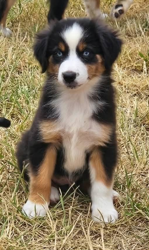 de l'Angelarde - Chiots disponibles - Berger Américain Miniature 