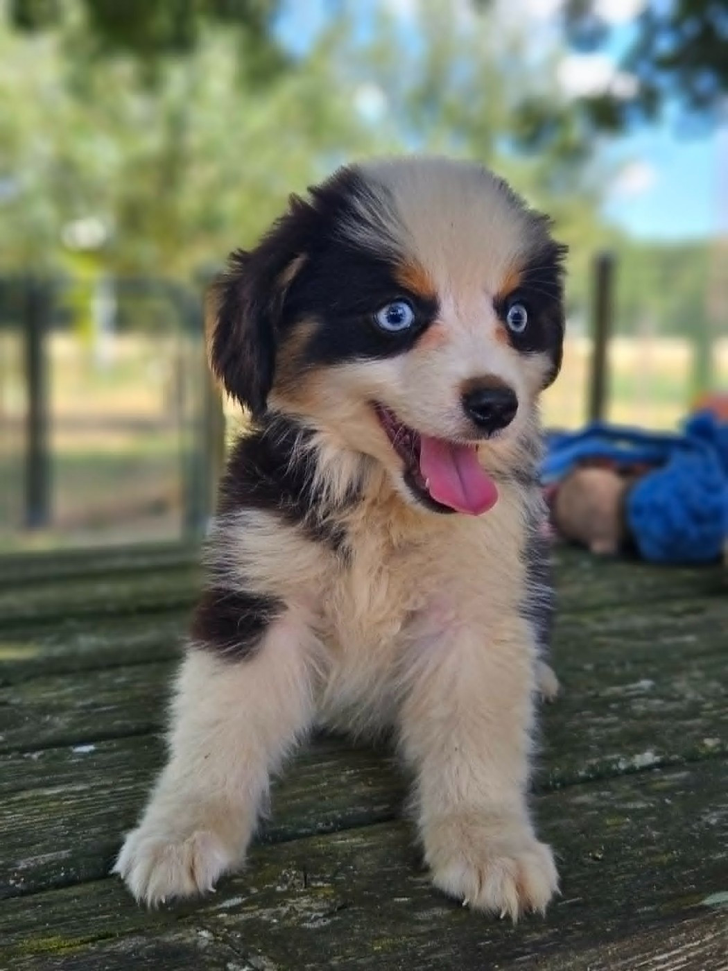 de l'Angelarde - Chiots disponibles - Berger Américain Miniature 