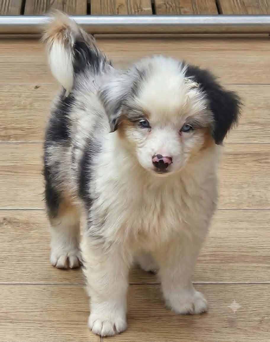 de l'Angelarde - Chiots disponibles - Berger Américain Miniature 