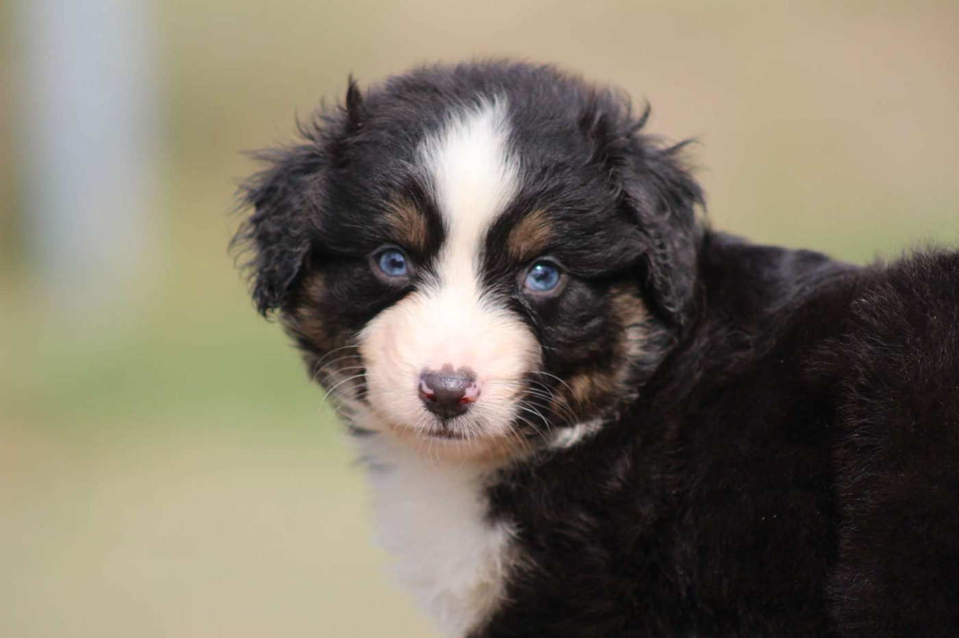 de l'Angelarde - Chiots disponibles - Berger Américain Miniature 