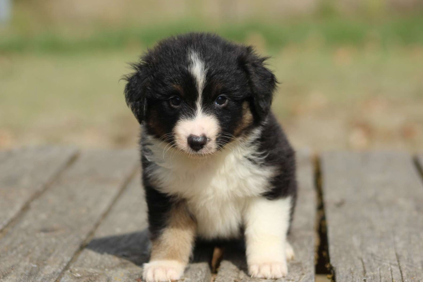 de l'Angelarde - Chiots disponibles - Berger Américain Miniature 