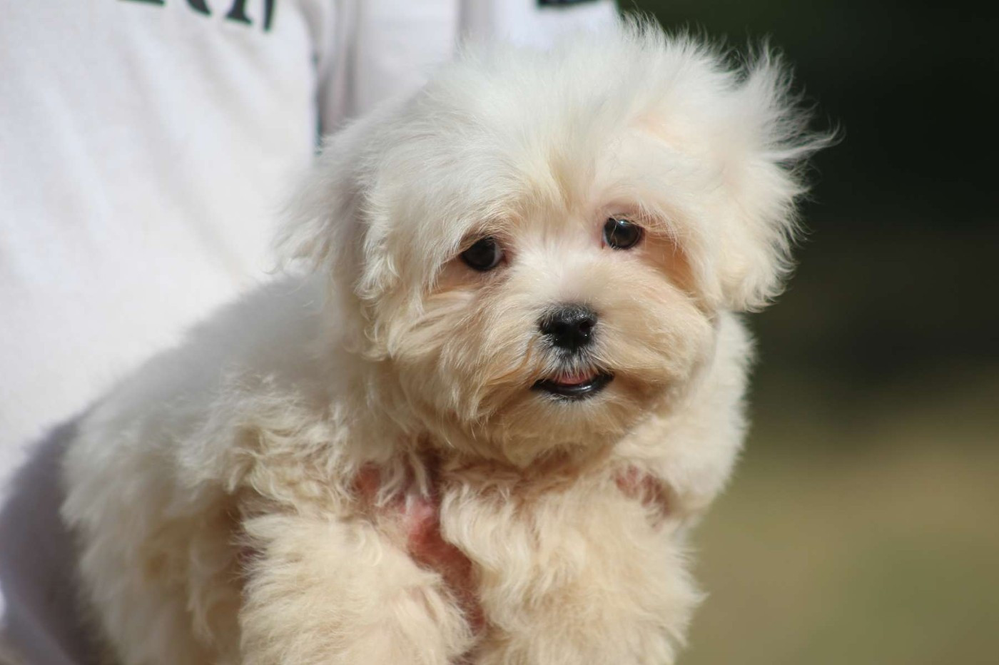 de l'Angelarde - Chiots disponibles - Bichon maltais