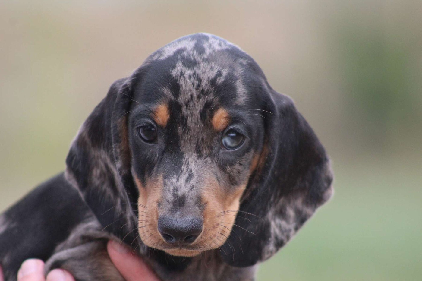 de l'Angelarde - Chiots disponibles - Teckel poil ras