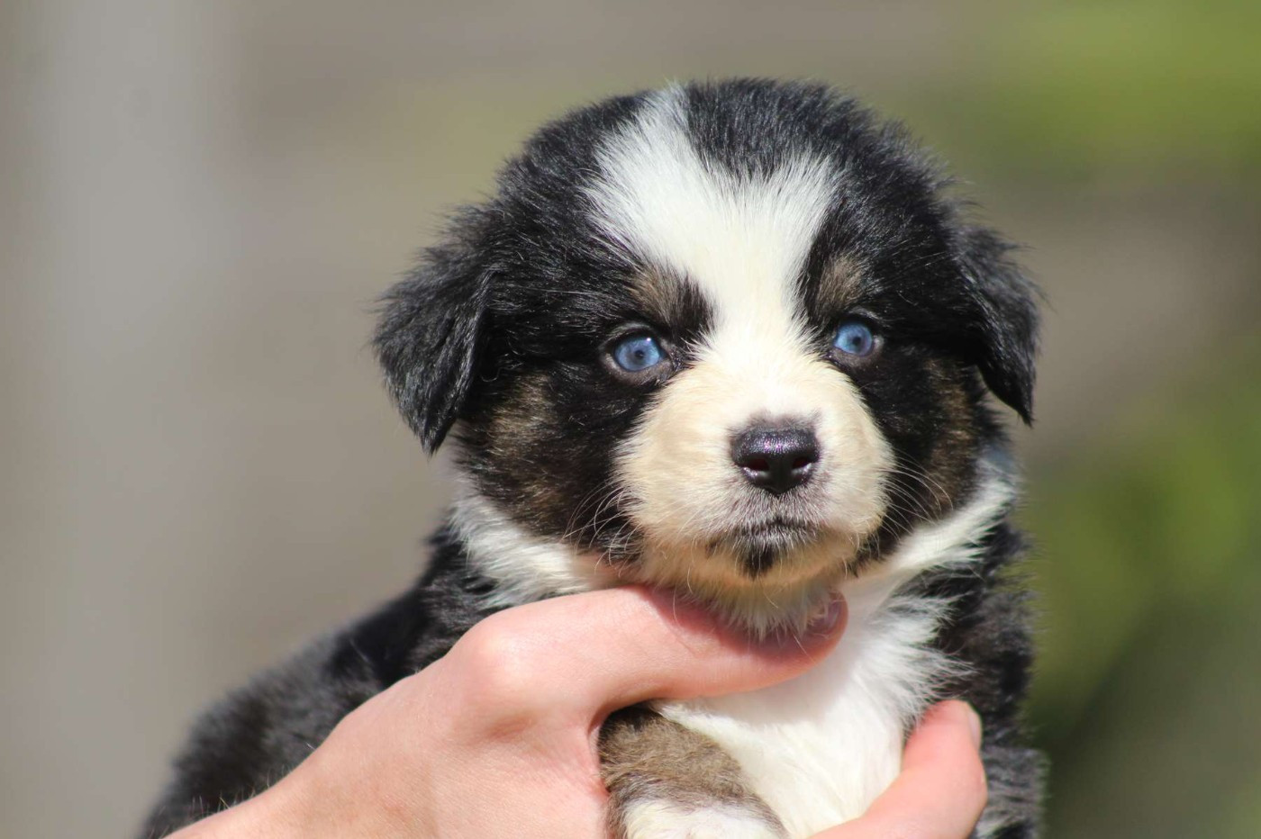 de l'Angelarde - Chiots disponibles - Berger Américain Miniature 