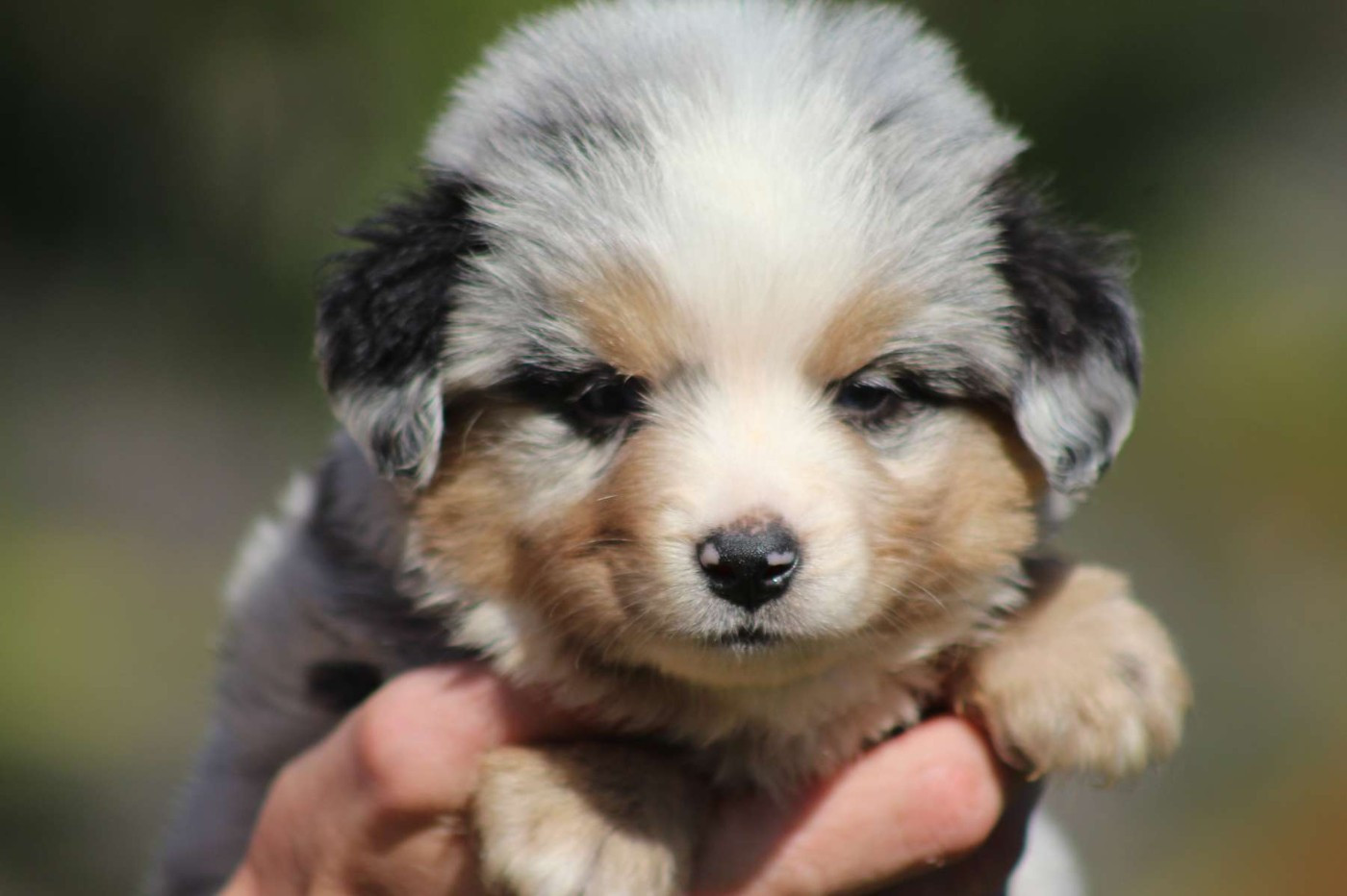 de l'Angelarde - Chiots disponibles - Berger Américain Miniature 