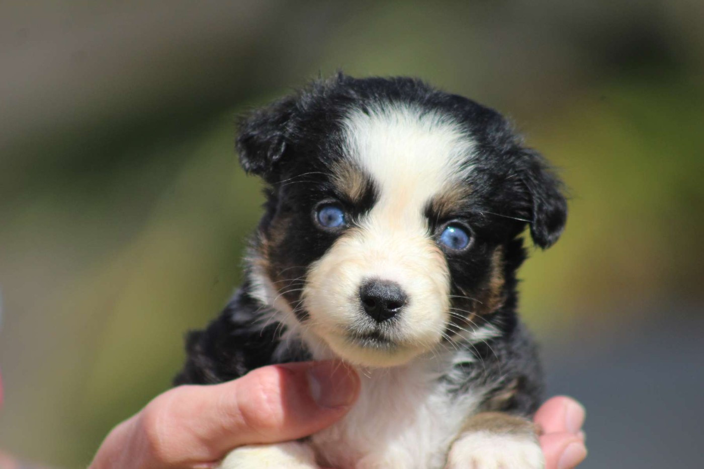 de l'Angelarde - Chiots disponibles - Berger Américain Miniature 