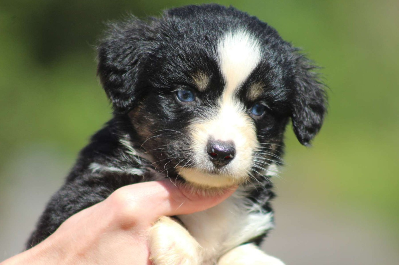 de l'Angelarde - Chiots disponibles - Berger Américain Miniature 