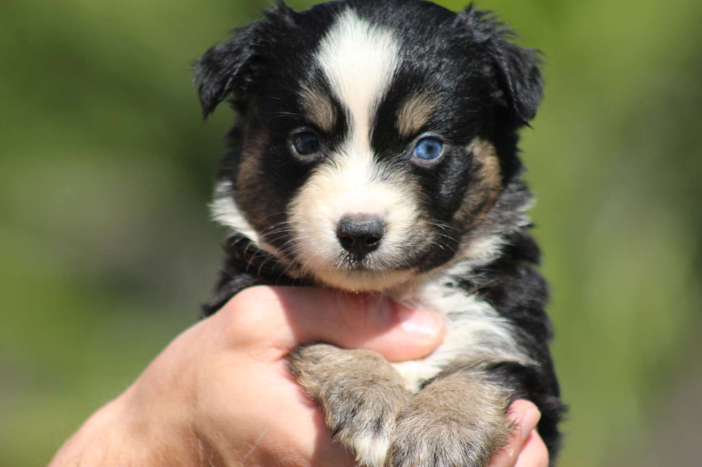 de l'Angelarde - Chiots disponibles - Berger Américain Miniature 
