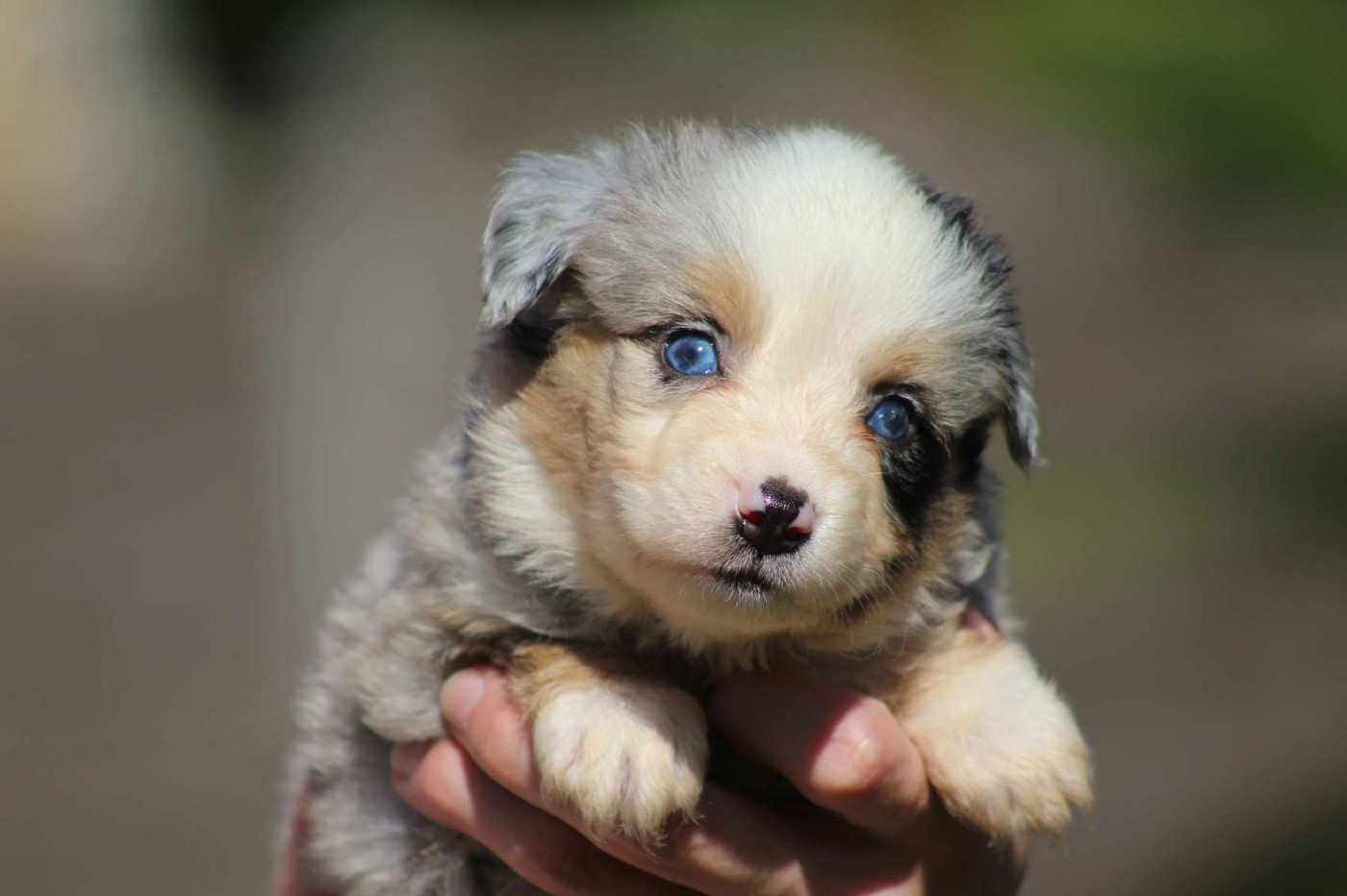 de l'Angelarde - Chiots disponibles - Berger Américain Miniature 