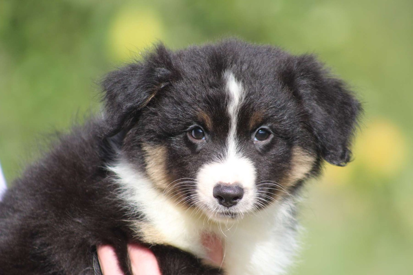 de l'Angelarde - Chiots disponibles - Berger Américain Miniature 