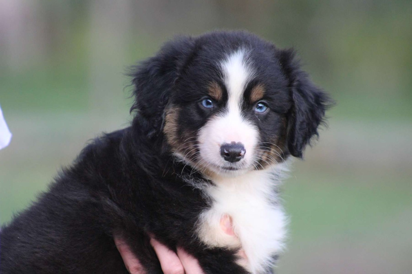 de l'Angelarde - Chiots disponibles - Berger Américain Miniature 