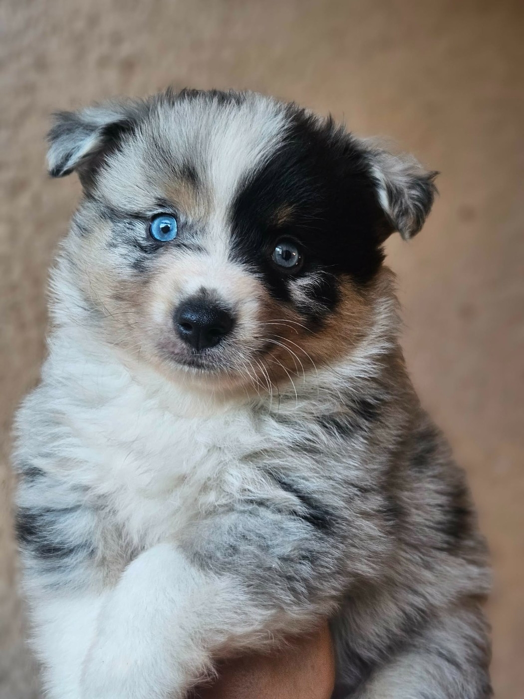 de l'Angelarde - Chiots disponibles - Berger Américain Miniature 
