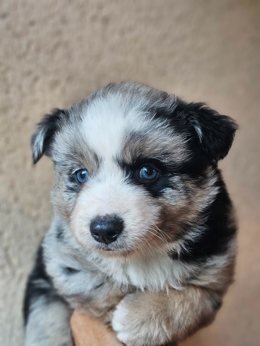 de l'Angelarde - Chiots disponibles - Berger Américain Miniature 