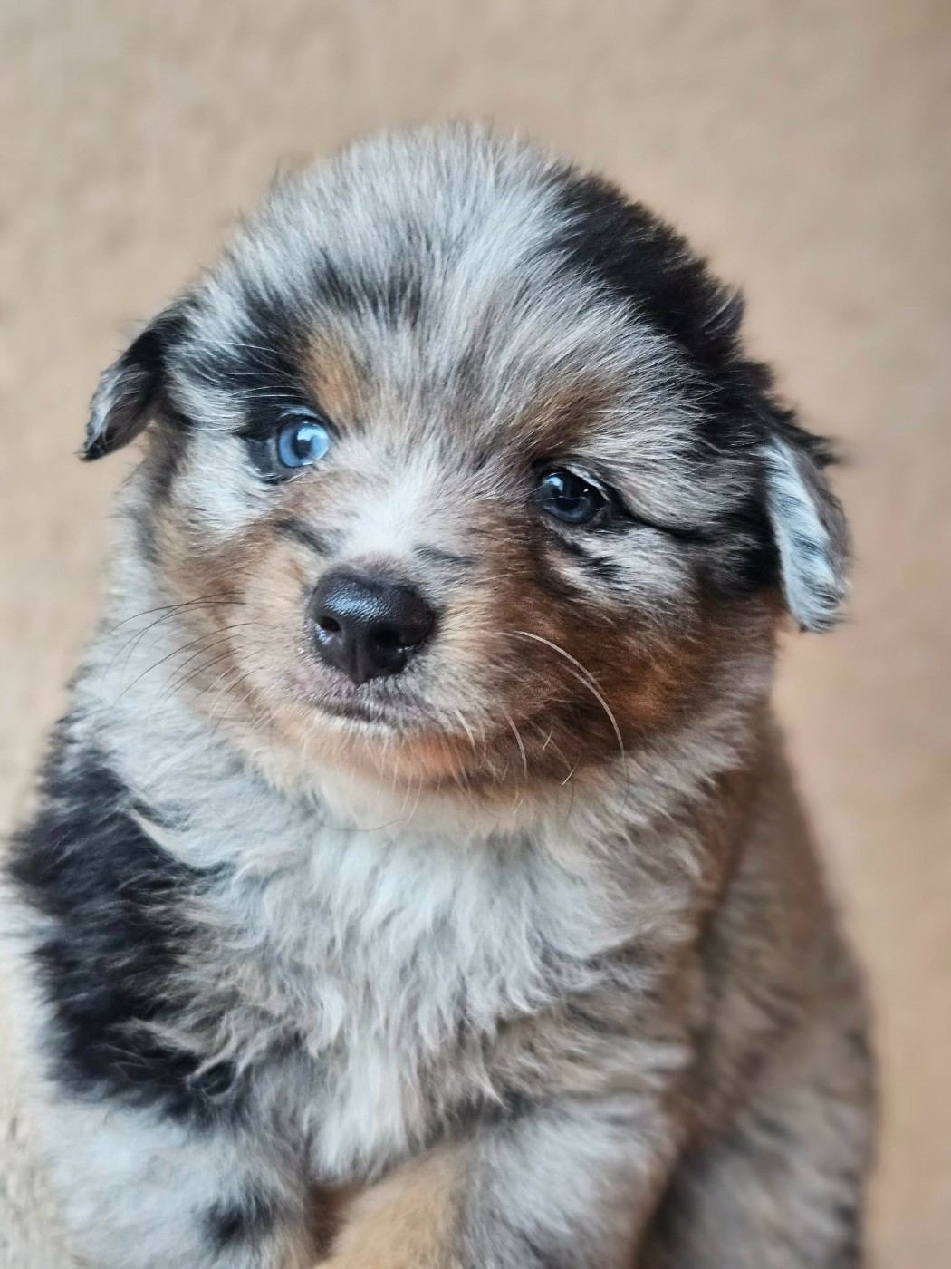de l'Angelarde - Chiots disponibles - Berger Américain Miniature 