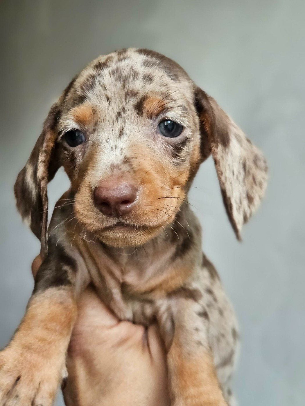 de l'Angelarde - Chiots disponibles - Teckel poil ras