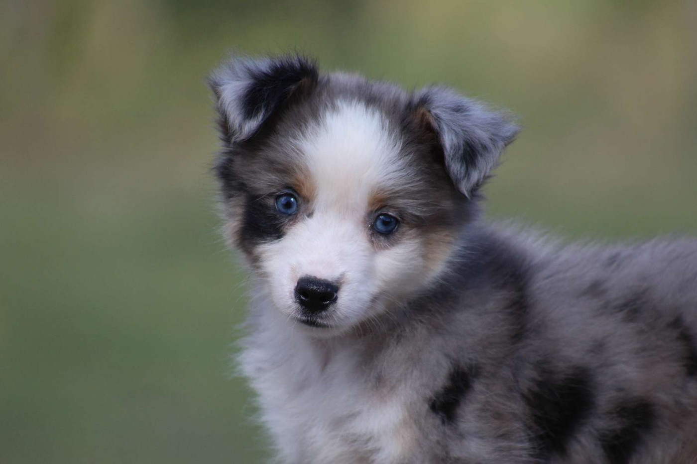 de l'Angelarde - Chiots disponibles - Berger Américain Miniature 