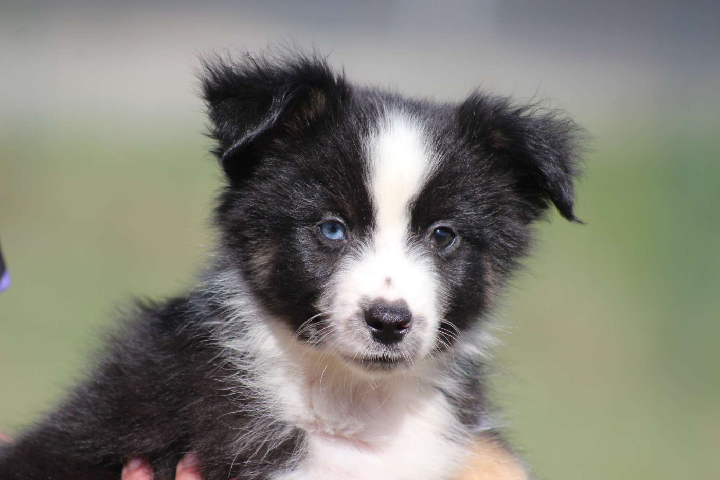 de l'Angelarde - Chiots disponibles - Berger Américain Miniature 