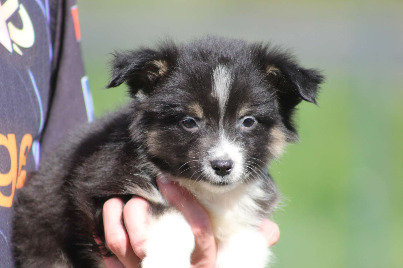 de l'Angelarde - Chiots disponibles - Berger Américain Miniature 