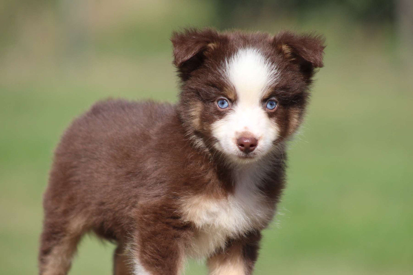 de l'Angelarde - Chiots disponibles - Berger Américain Miniature 