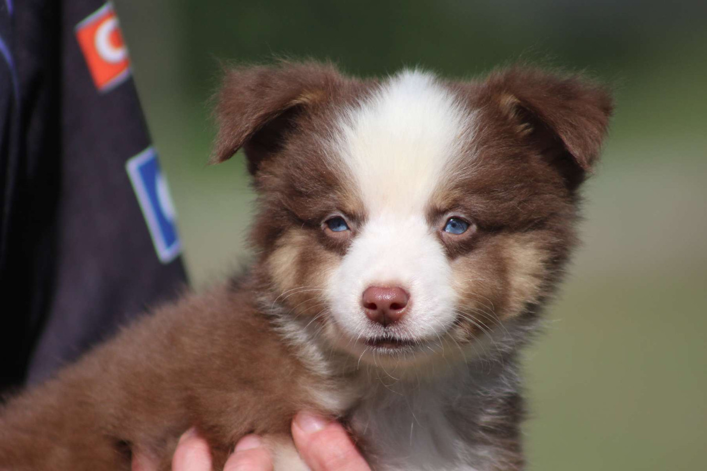 de l'Angelarde - Chiots disponibles - Berger Américain Miniature 